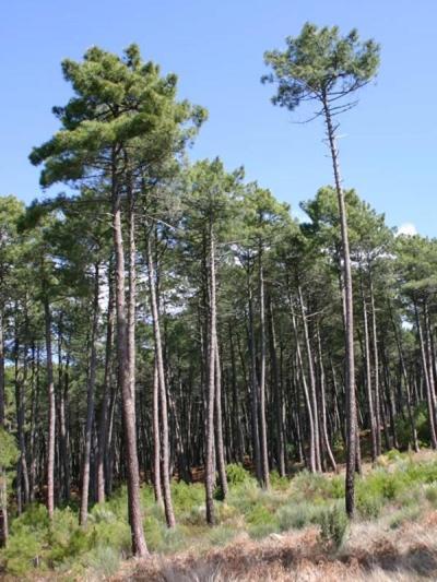 Mobil Home 6 Personnes Foret Des Landes 米尼赞海滩 外观 照片